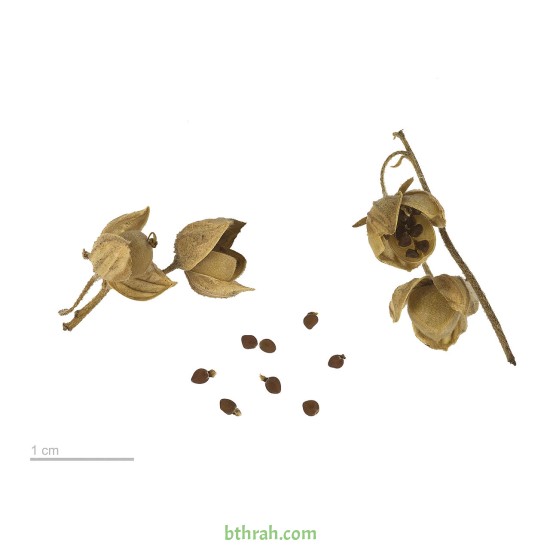 بذور الرقروق المصاحب للكمأة ( الفقع ) Helianthemum