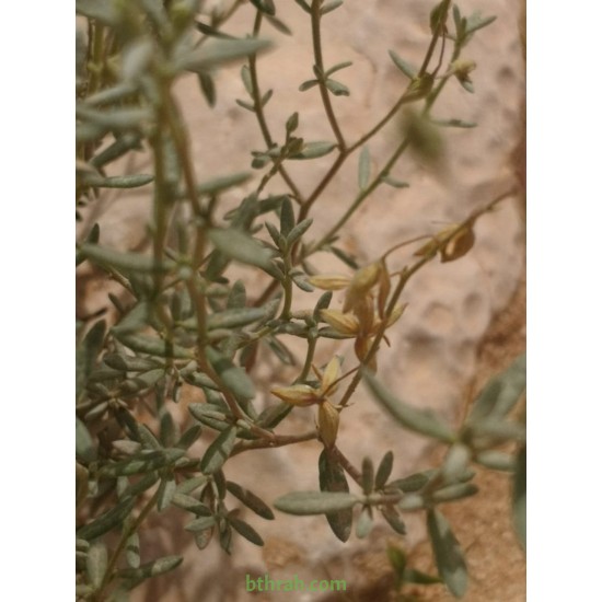 بذور الرقروق المصاحب للكمأة ( الفقع ) Helianthemum بذور الرقروق المصاحب للكمأة ( الفقع ) Helianthemum