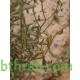 بذور الرقروق المصاحب للكمأة ( الفقع ) Helianthemum بذور الرقروق المصاحب للكمأة ( الفقع ) Helianthemum