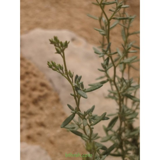 بذور الرقروق المصاحب للكمأة ( الفقع ) Helianthemum