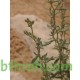 بذور الرقروق المصاحب للكمأة ( الفقع ) Helianthemum بذور الرقروق المصاحب للكمأة ( الفقع ) Helianthemum