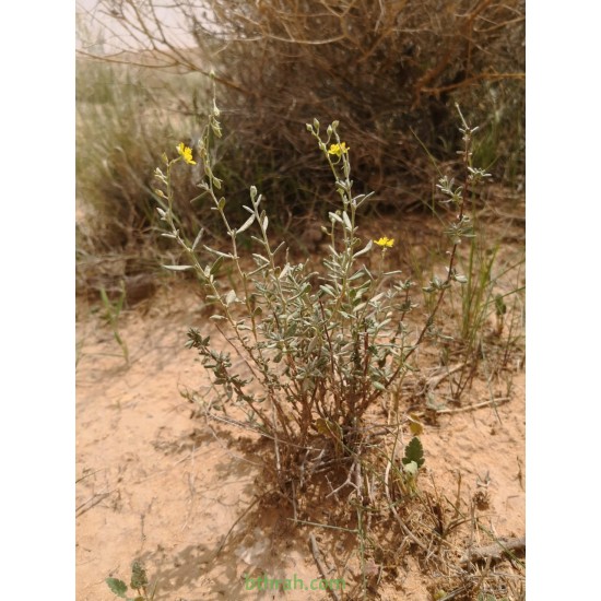 بذور الرقروق المصاحب للكمأة ( الفقع ) Helianthemum بذور الرقروق المصاحب للكمأة ( الفقع ) Helianthemum