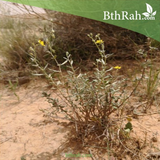 بذور الرقروق المصاحب للكمأة ( الفقع ) Helianthemum