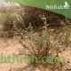 بذور الرقروق المصاحب للكمأة ( الفقع ) Helianthemum