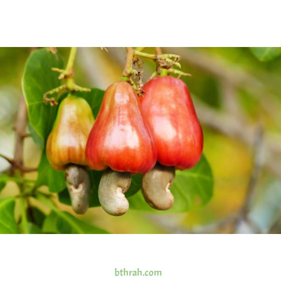 بذور الكاجو Anacardium occidentale