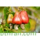 بذور الكاجو Anacardium occidentale