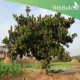بذور الكاجو Anacardium occidentale بذور الكاجو Anacardium occidentale