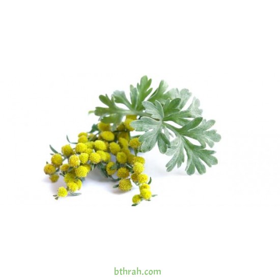بذور عشبة الشيح - Artemisia Seiberi بذور عشبة الشيح - Artemisia Seiberi