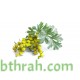 بذور عشبة الشيح - Artemisia Seiberi بذور عشبة الشيح - Artemisia Seiberi