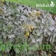 بذور عشبة الشيح - Artemisia sieberi Besser Asteraceae بذور عشبة الشيح - Artemisia sieberi Besser Asteraceae