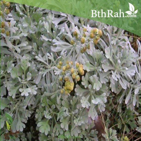 بذور عشبة الشيح - Artemisia sieberi Besser Asteraceae
