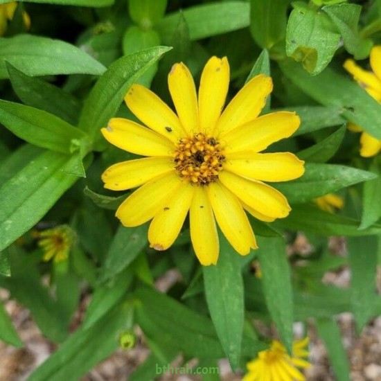 بذور الزينيا القزمي الصفراء (zinniz angustifolia)