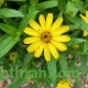 بذور الزينيا القزمي الصفراء (zinniz angustifolia)
