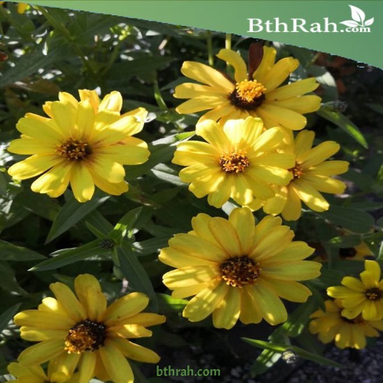 بذور الزينيا القزمي الصفراء (zinniz angustifolia)