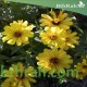 بذور الزينيا القزمي الصفراء (zinniz angustifolia)