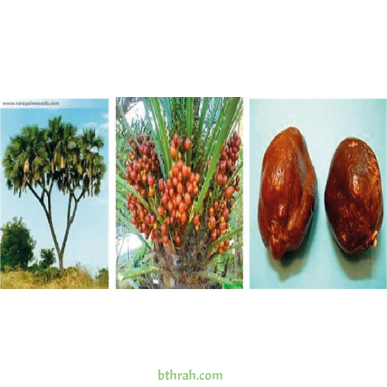 بذور نخيل الدوم - Hyphaene thebaica