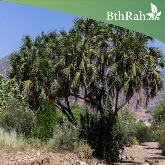 بذور نخيل الدوم - Hyphaene thebaica