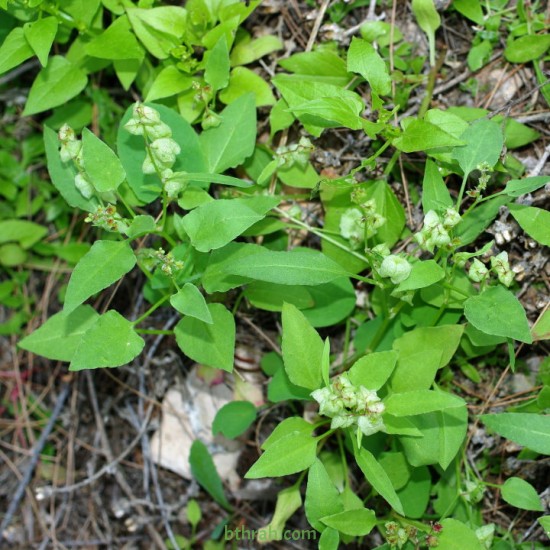 بذور عشبة الحميض-Rumex vesicarius بذور عشبة الحميض-Rumex vesicarius