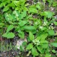 بذور عشبة الحميض-Rumex vesicarius بذور عشبة الحميض-Rumex vesicarius