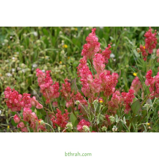 بذور عشبة الحميض-Rumex vesicarius بذور عشبة الحميض-Rumex vesicarius