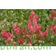 بذور عشبة الحميض-Rumex vesicarius بذور عشبة الحميض-Rumex vesicarius