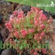 بذور عشبة الحميض-Rumex vesicarius بذور عشبة الحميض-Rumex vesicarius