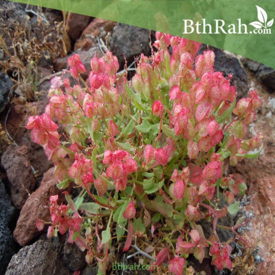 بذور عشبة الحميض-Rumex vesicarius بذور عشبة الحميض-Rumex vesicarius