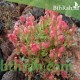 بذور عشبة الحميض-Rumex vesicarius بذور عشبة الحميض-Rumex vesicarius
