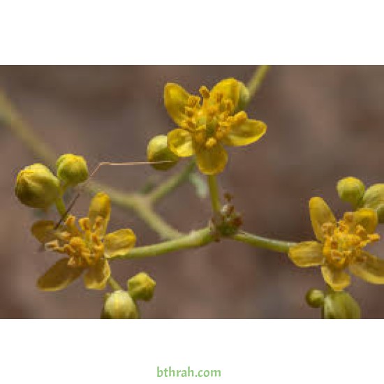 بذور عشبة الحزا-Haplophyllum tuberculatum بذور عشبة الحزا-Haplophyllum tuberculatum