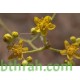 بذور عشبة الحزا-Haplophyllum tuberculatum بذور عشبة الحزا-Haplophyllum tuberculatum