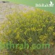 بذور عشبة الحزا-Haplophyllum tuberculatum بذور عشبة الحزا-Haplophyllum tuberculatum