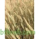 بذور عشبة الثيموم (الصبغاء) بذور عشبة الثيموم (الصبغاء)