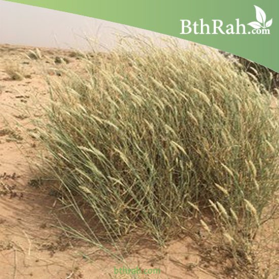 بذور عشبة الثيموم (الصبغاء) بذور عشبة الثيموم (الصبغاء)