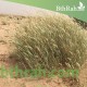 بذور عشبة الثيموم (الصبغاء) بذور عشبة الثيموم (الصبغاء)
