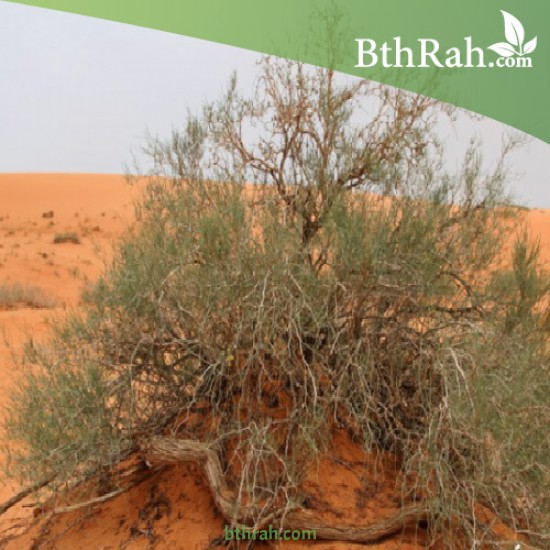 بذور شجرة الأَرْطَى - calligonum comosum بذور شجرة الأَرْطَى - calligonum comosum