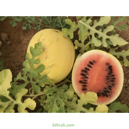 بذور بطيخ (Citrullus lanatus) بذور بطيخ (Citrullus lanatus)