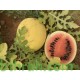 بذور بطيخ (Citrullus lanatus) بذور بطيخ (Citrullus lanatus)
