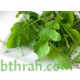 بذور الجرجير - Eruca vesicaria ssp. sativa بذور الجرجير - Eruca vesicaria ssp. sativa