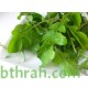 بذور الجرجير - Eruca vesicaria ssp. sativa بذور الجرجير - Eruca vesicaria ssp. sativa