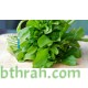 بذور الجرجير - Eruca vesicaria ssp. sativa بذور الجرجير - Eruca vesicaria ssp. sativa