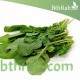 بذور الجرجير - Eruca vesicaria ssp. sativa بذور الجرجير - Eruca vesicaria ssp. sativa
