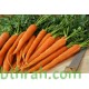 بذور الجزر - Daucus carota بذور الجزر - Daucus carota