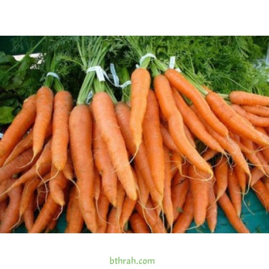 بذور الجزر - Daucus carota بذور الجزر - Daucus carota
