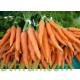 بذور الجزر - Daucus carota بذور الجزر - Daucus carota