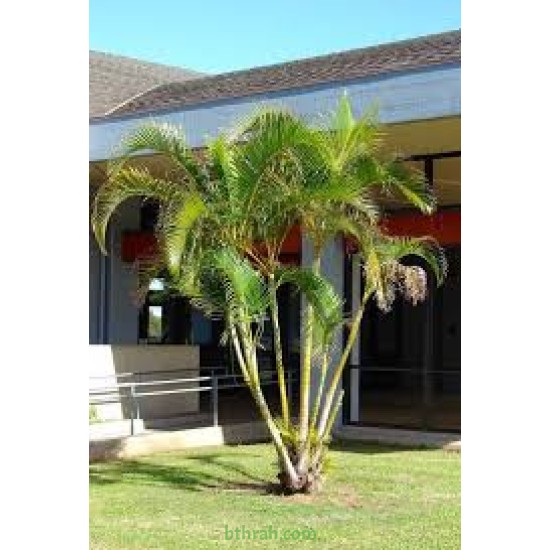 بذور شجرة ألبيزيا سامان-شجرة المطر 