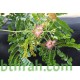 بذور شجرة ألبيزيا سامان-شجرة المطر 