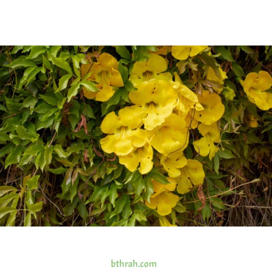 بذور متسلقة مخلب القط- Macfadyena unguis-cati