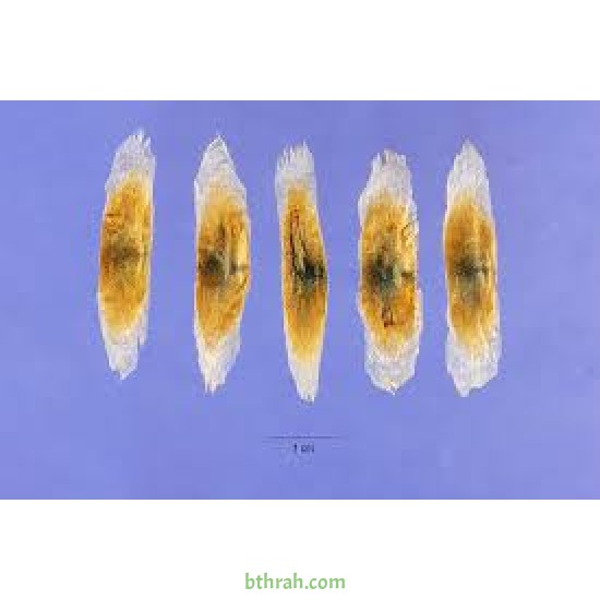 بذور متسلقة مخلب القط- Macfadyena unguis-cati