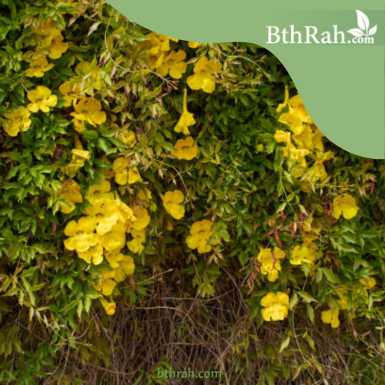 بذور متسلقة مخلب القط- Macfadyena unguis-cati