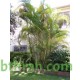 بذور نخيل الاريكا الصفراء Areca Palm